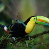 Tucano tipico volatile della Costa Rica