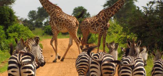 Animali della savana