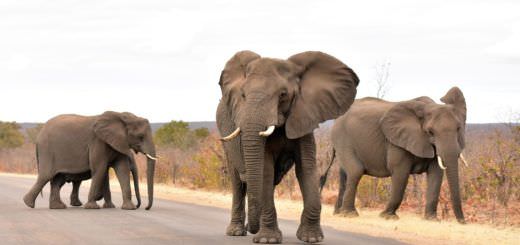 Elefanti in Sud Africa