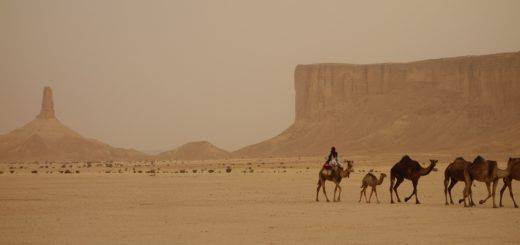 Camellata nel deserto arabo