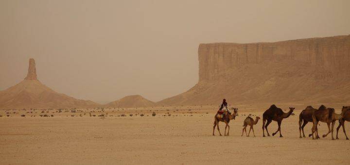 Camellata nel deserto arabo