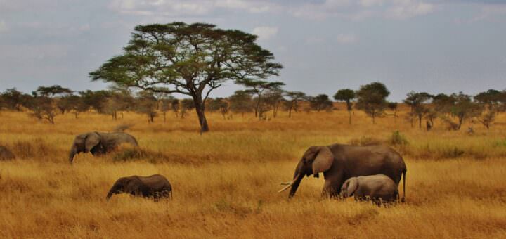 Parco del Serengeti