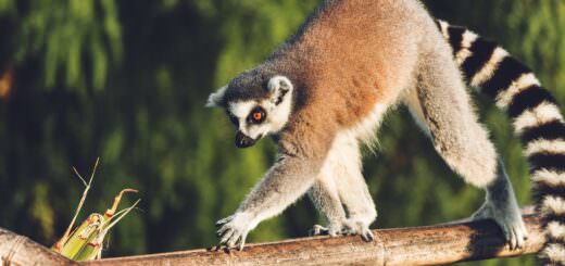 Lemure, il Madagascar ne è pieno